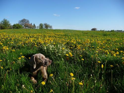 Familienhund Frieda