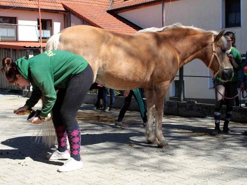 Härtsfeldhof Reiterferien Urlaub