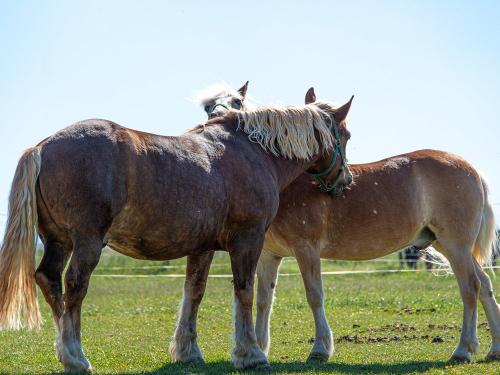 Reitanlage Härtsfeldhof Pferde