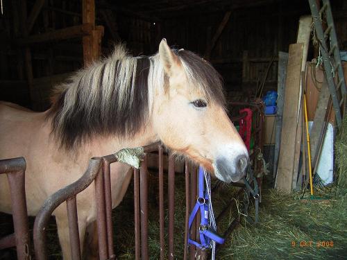 kruse_pferd_stall