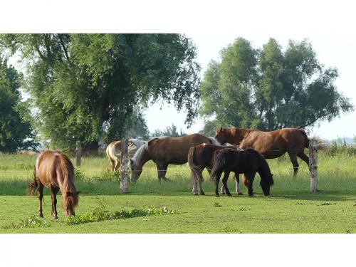 Pferdeweide