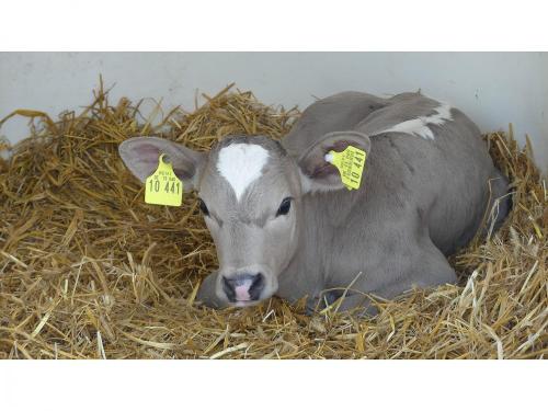 Kalb