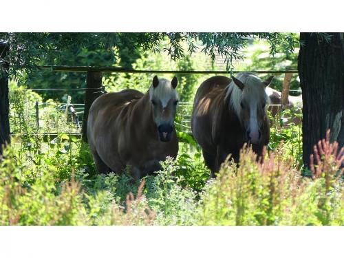 Haflinger