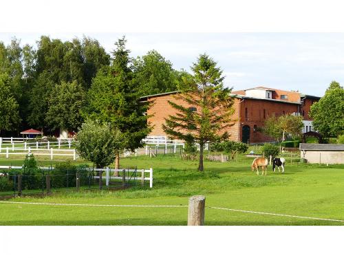 Pferde auf der Weide