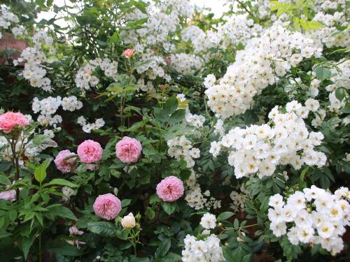 prächtige Rosen im Garten