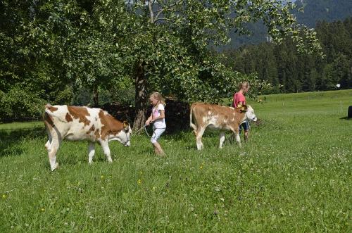 Kälber werden geführt