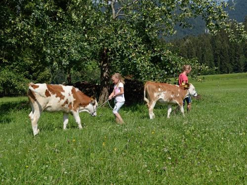 Kälber werden geführt Kälber werden geführt