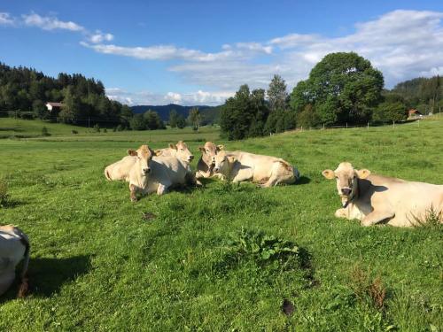 Unser Jungvieh auf der Weide