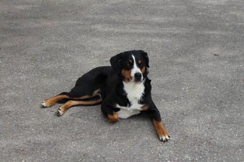 Unser Hofhund