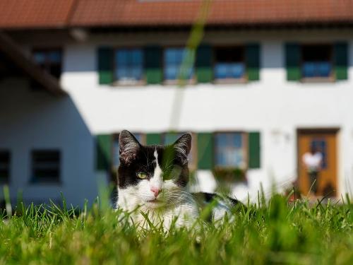 Katzen überall!