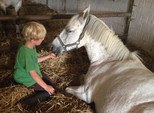 Schulpferd Pony Gabor