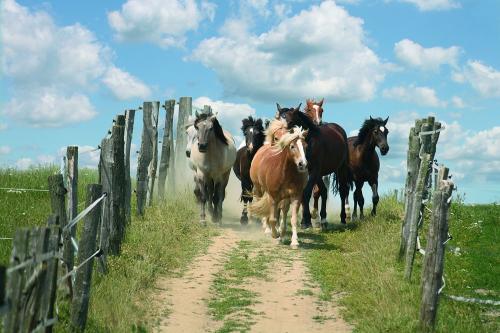 Unsere Ponys