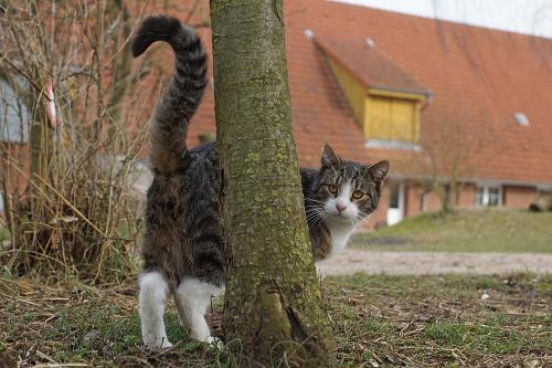 Eine unserer 4 Katzen
