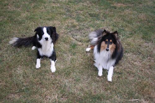 Unsere Hunde