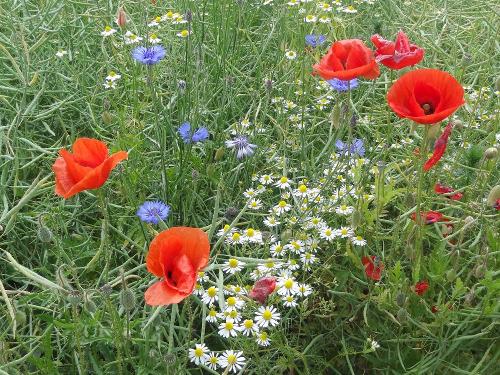 Feldblumenwiese