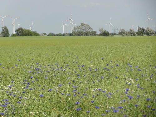 Sommer im Havelland
