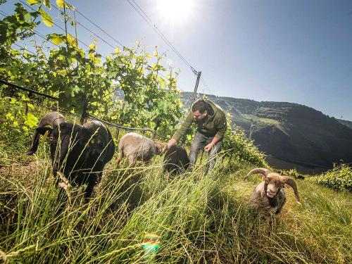 Weinbergschafe vom Weingut Kreuz-Bauer