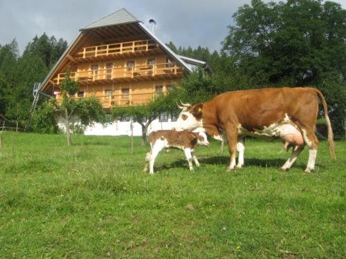 hofmitsonneundkalb