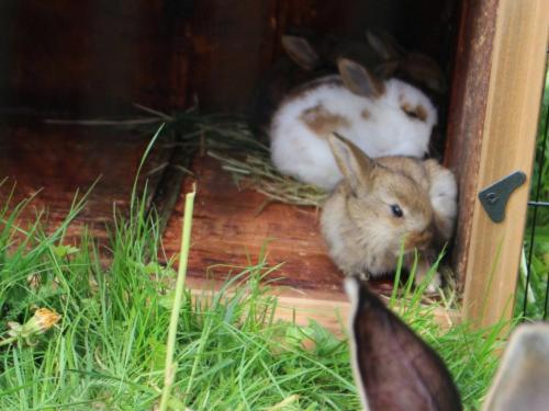 hasen