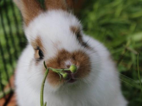 hase