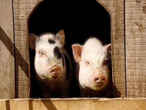 Schweine im Ausblick