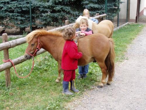Ponys putzen