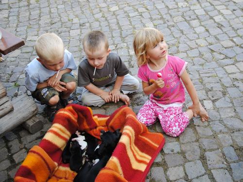Katzenbabys ganz lieb anzusehen