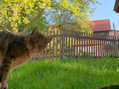 Hofkater Willi