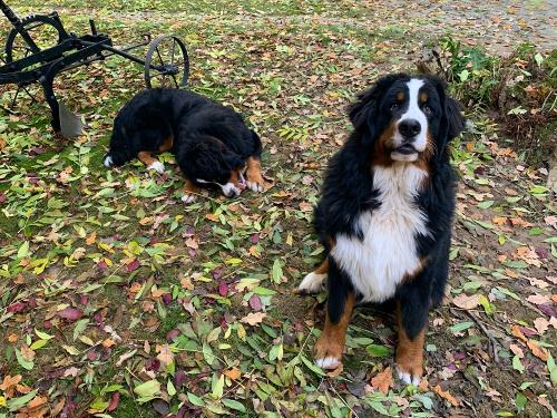 Unsere Hofhunde Berlie und Bruno