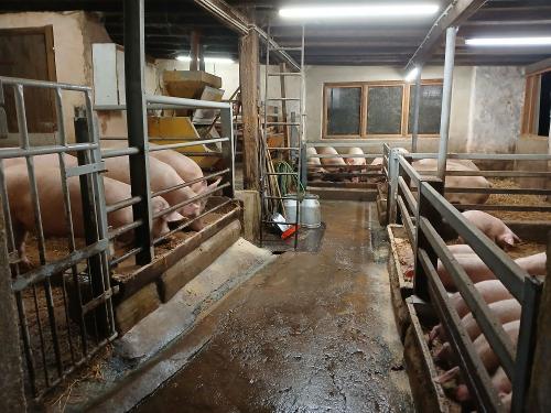 Schweinestall
