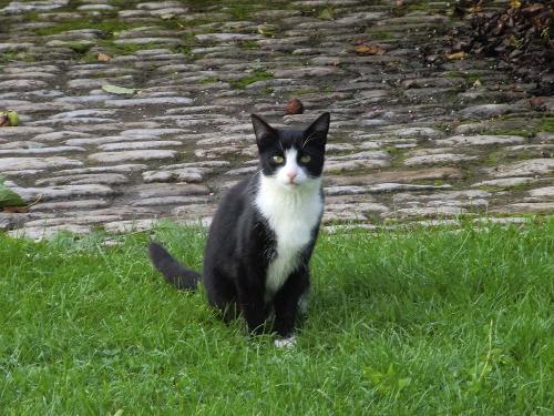 hofkatze-kitty