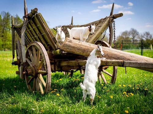 Ferienhof am Biberbach: Ziegen toben im Garten