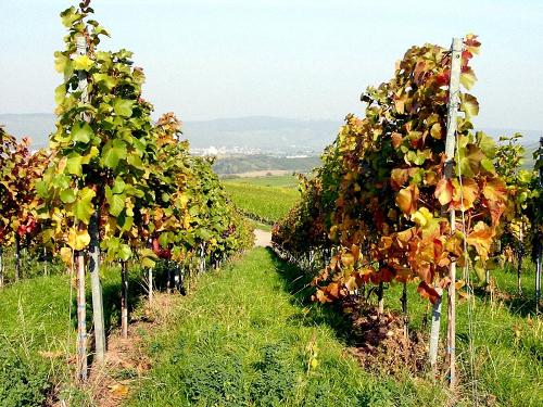 Weinberge in Rheinhessen