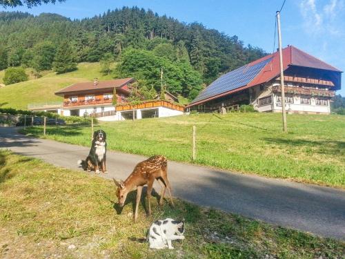 Josenhof_Tiere_Hund_Reh_Katze