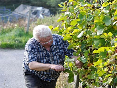 Arbeiten im Weinberg