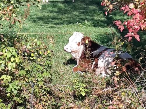 herbstliches Sonnenbad