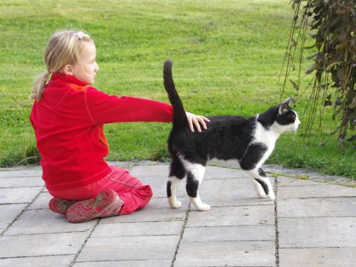 Katzen lieben es, gestreichelt zu werden