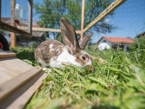 Immer frisches Gras, lecker!