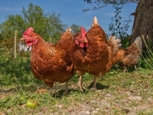 Unsere Hühner