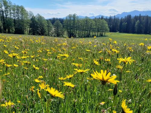 Blühende Bocksbartwiese