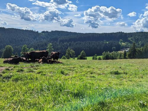 Wagyu auf Wiese