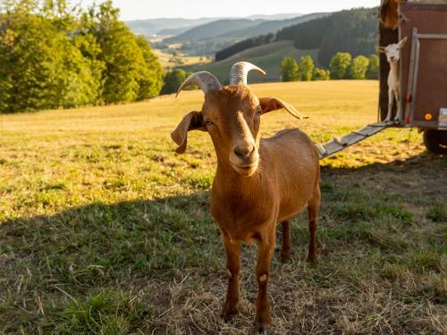 Ziegen auf dem Haberjockelshof