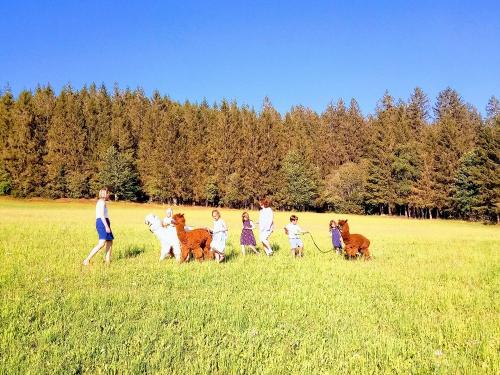 Alpakawanderung-scaled