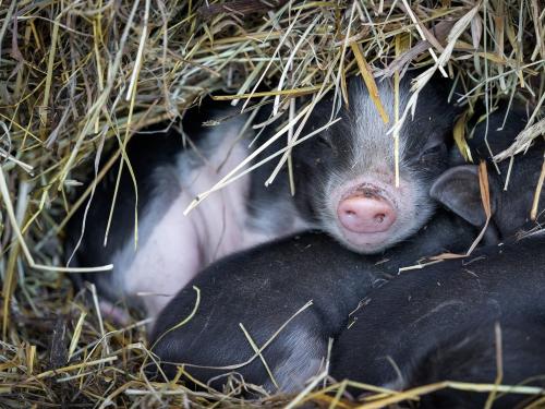 DSC04523-Bearbeitet-scaled