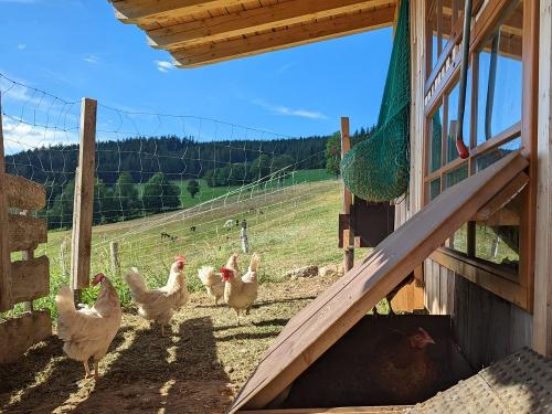 Huehnerstall-outdoor-scaled