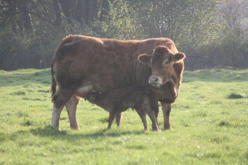 Limousinkuh mit neugeborenem Kalb