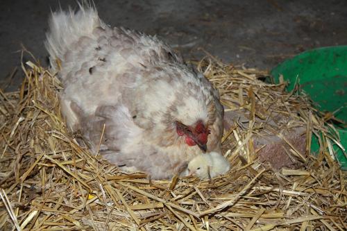 Huhn mit kleinem Küken