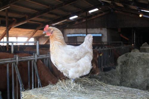 Hofhuhn Daisy im Rinderstall