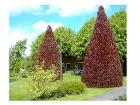 Blutbuchenhof