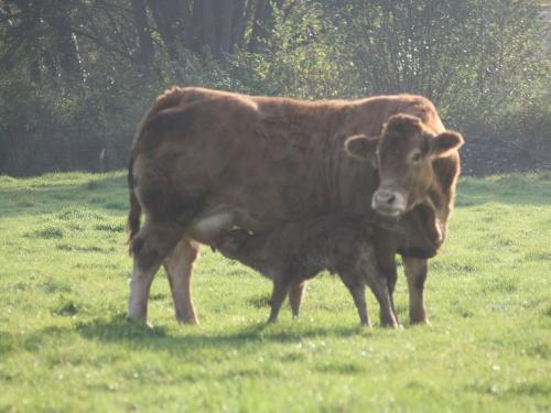 Limousinkuh mit neugeborenem Kalb